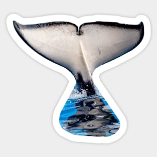 Orca Tail flute Sticker